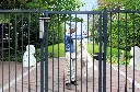 VTC-STD_GBMU4DSHIELD_LAKQU2_SHKL_PKSG2000__Man_with_dog_jumping_behind_anthracite_gate__1920px.webp